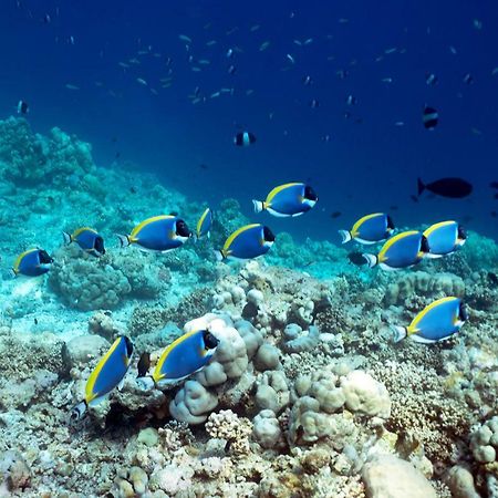 Ocean Village Maldives Holhudhoo Eksteriør bilde