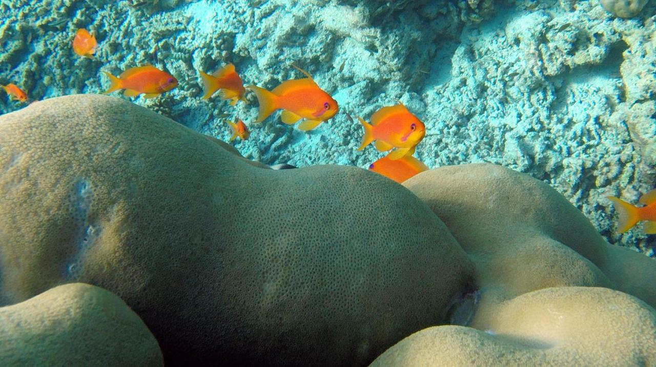 Ocean Village Maldives Holhudhoo Eksteriør bilde
