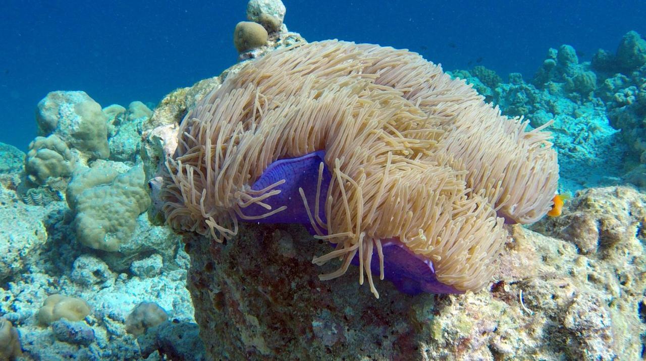 Ocean Village Maldives Holhudhoo Eksteriør bilde