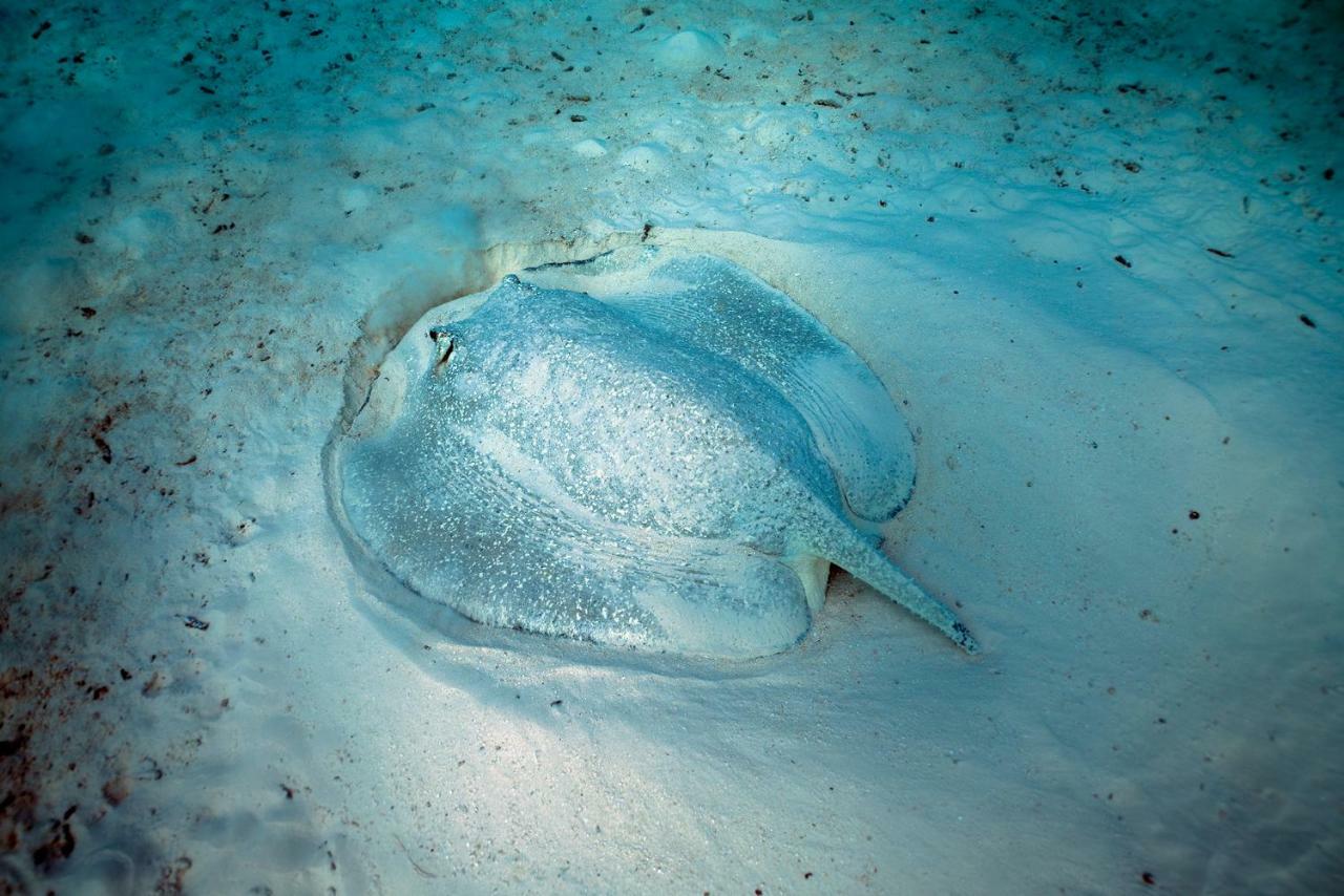 Ocean Village Maldives Holhudhoo Eksteriør bilde
